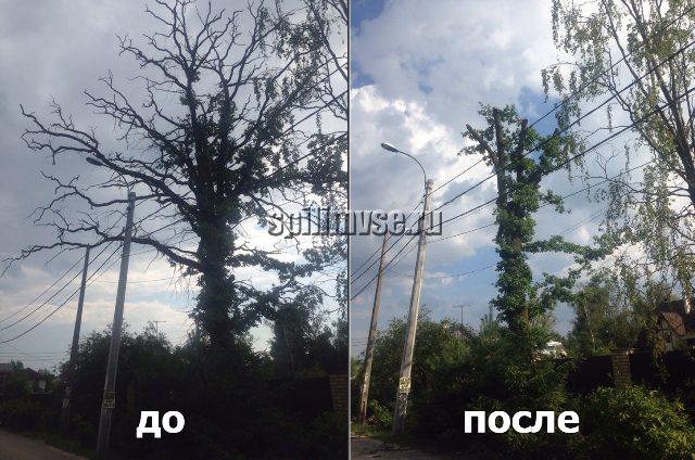 удаление дерева, до и после