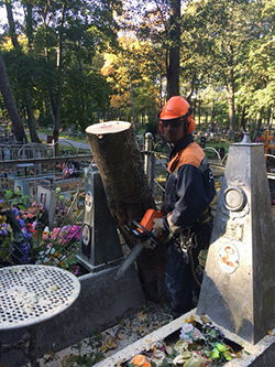 удаление деревьев на кладбище